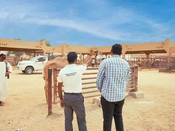 al-ain-camel-market