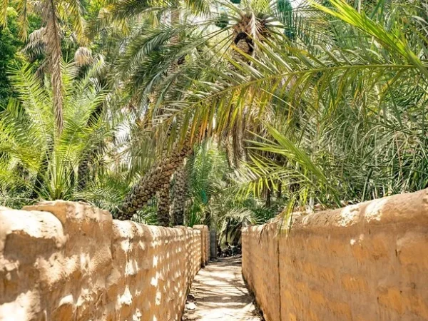 al-ain-oasis